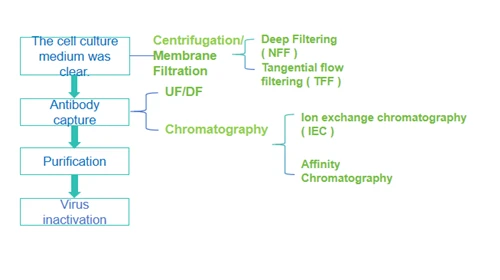 Research On The Purification Of Recombinant Monoclonal Antibodies